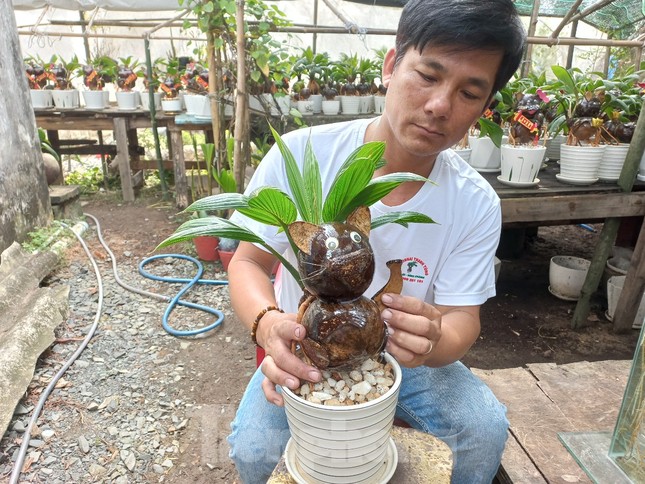 Ngộ nghĩnh mèo tài lộc từ dừa bonsai độc nhất vô nhị-3