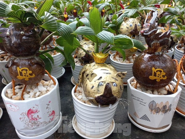 Ngộ nghĩnh mèo tài lộc từ dừa bonsai độc nhất vô nhị-6