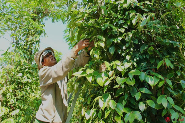 Thương lái ráo riết gom hàng đưa sang Trung Quốc, giá sầu riêng cao kỷ lục-3