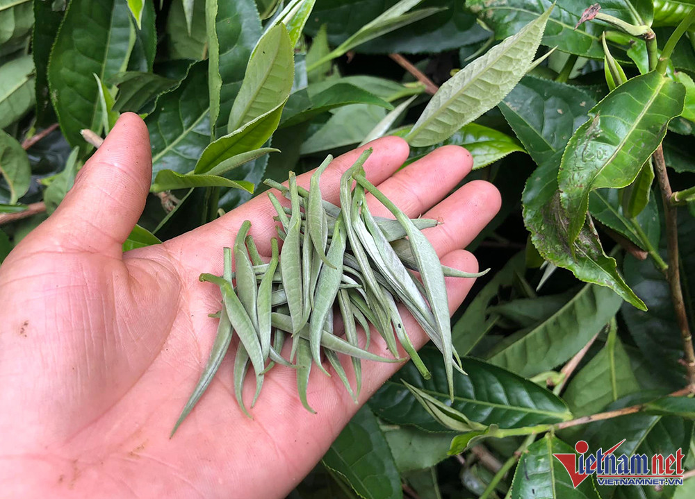 Nhà giàu Việt chi bạc triệu săn bạch trà 500 năm tuổi dịp Tết-4