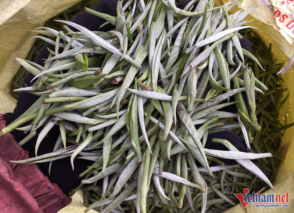 Nhà giàu Việt chi bạc triệu săn bạch trà 500 năm tuổi dịp Tết-5