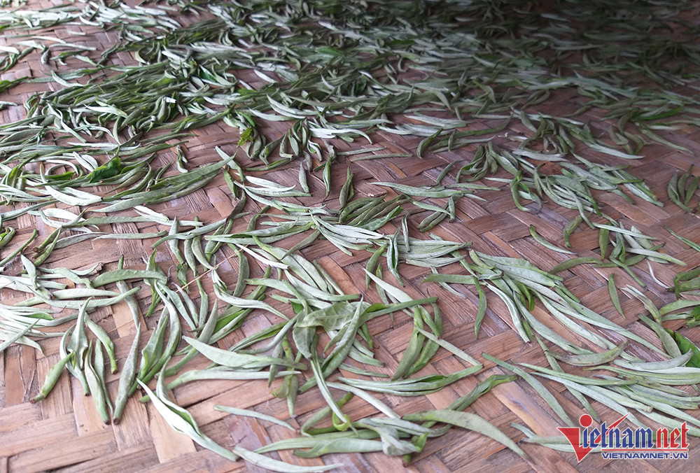 Nhà giàu Việt chi bạc triệu săn bạch trà 500 năm tuổi dịp Tết-6