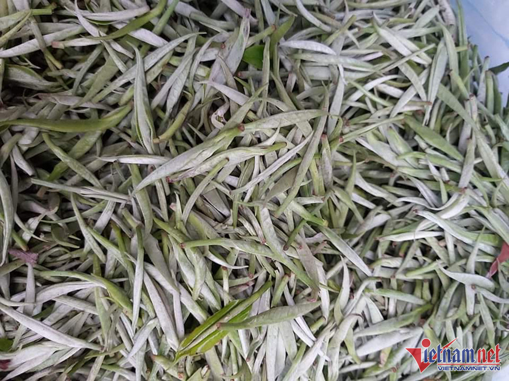 Nhà giàu Việt chi bạc triệu săn bạch trà 500 năm tuổi dịp Tết-7
