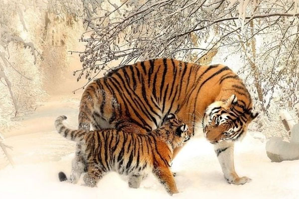 Ai xui mặc ai: 4 con giáp được Thần Tài nhả vía, chỉ ngồi không cũng tiền đầy túi 2 ngày tới-2