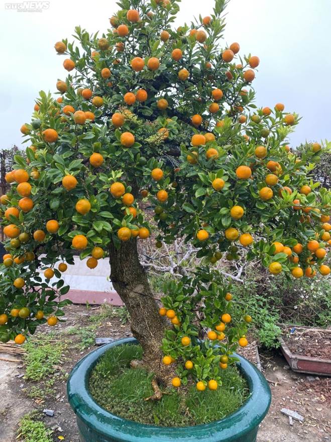 Chưa đến Tết, quất cần thăng độc lạ giá trăm triệu đồng đã cháy hàng-1