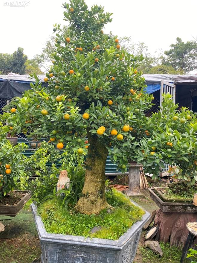 Chưa đến Tết, quất cần thăng độc lạ giá trăm triệu đồng đã cháy hàng-10