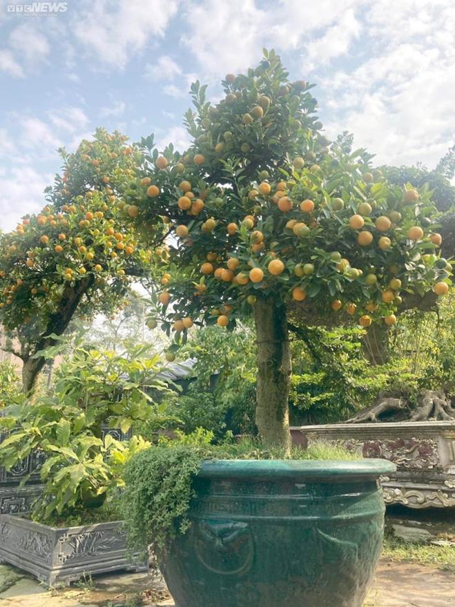 Chưa đến Tết, quất cần thăng độc lạ giá trăm triệu đồng đã cháy hàng-3