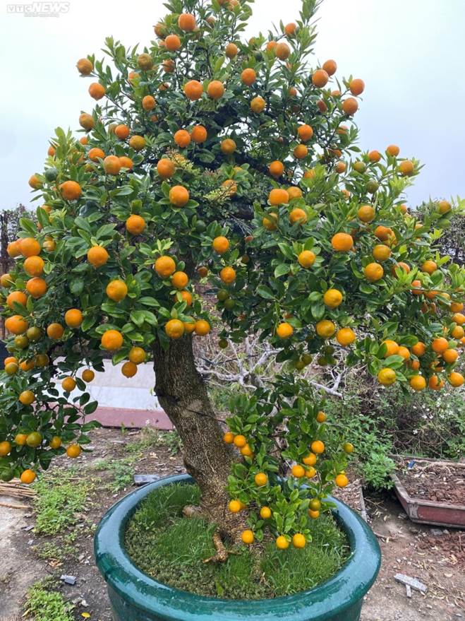 Chưa đến Tết, quất cần thăng độc lạ giá trăm triệu đồng đã cháy hàng-4