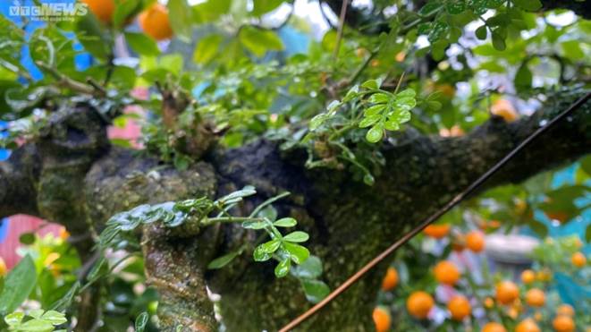 Chưa đến Tết, quất cần thăng độc lạ giá trăm triệu đồng đã cháy hàng-5