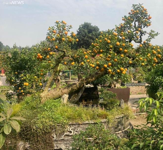 Chưa đến Tết, quất cần thăng độc lạ giá trăm triệu đồng đã cháy hàng-6