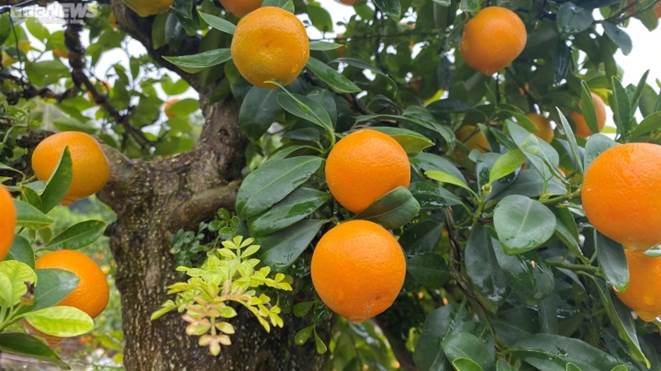 Chưa đến Tết, quất cần thăng độc lạ giá trăm triệu đồng đã cháy hàng-7