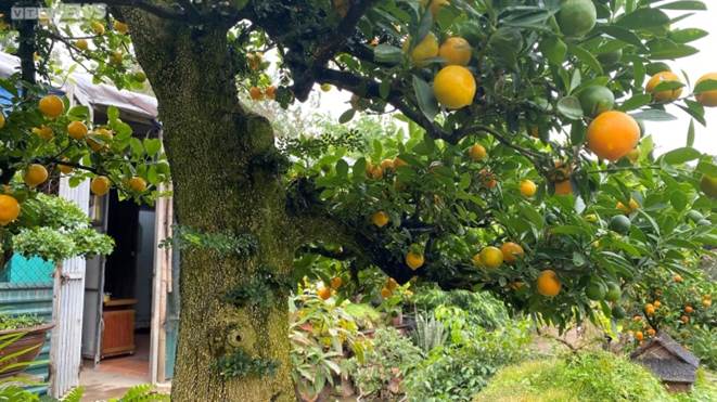 Chưa đến Tết, quất cần thăng độc lạ giá trăm triệu đồng đã cháy hàng-8