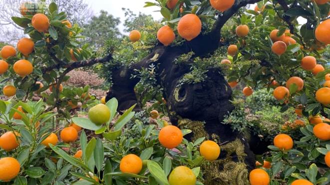 Chưa đến Tết, quất cần thăng độc lạ giá trăm triệu đồng đã cháy hàng-9