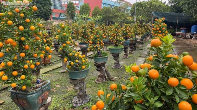 Chưa đến Tết, quất cần thăng độc lạ giá trăm triệu đồng đã cháy hàng-11