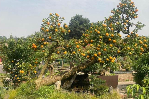 Độc lạ song quất ghép trên thân gỗ lũa giá 80 triệu đồng-11