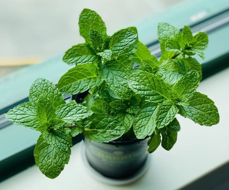 Cắt nhỏ cục xà phòng đặt ở góc nhà: Công dụng tuyệt vời, tiết kiệm cả đống tiền mỗi năm-2