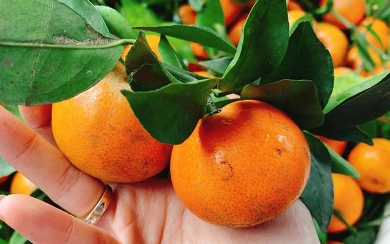 Mua cam cứ nhìn vào 4 chỗ này là chọn được quả mọng nước, ngọt lịm-1