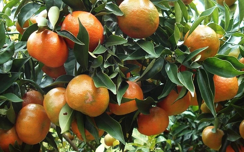 Mua cam cứ nhìn vào 4 chỗ này là chọn được quả mọng nước, ngọt lịm-3