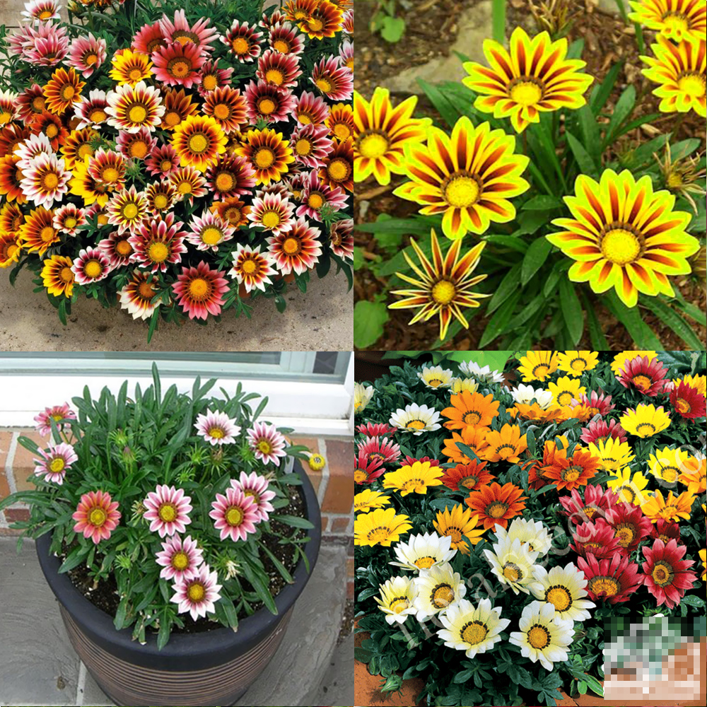 Những loại hoa chơi Tết nhàn tênh, vừa đẹp nhà vừa sang mà chẳng tốn công chăm sóc-2