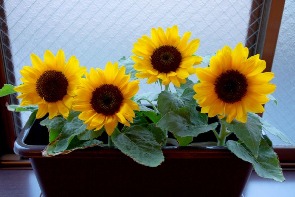 Những loại hoa chơi Tết nhàn tênh, vừa đẹp nhà vừa sang mà chẳng tốn công chăm sóc-5