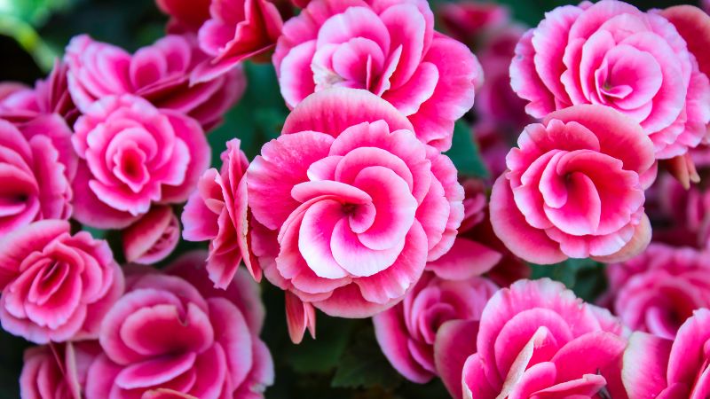 Những loại hoa chơi Tết nhàn tênh, vừa đẹp nhà vừa sang mà chẳng tốn công chăm sóc-7