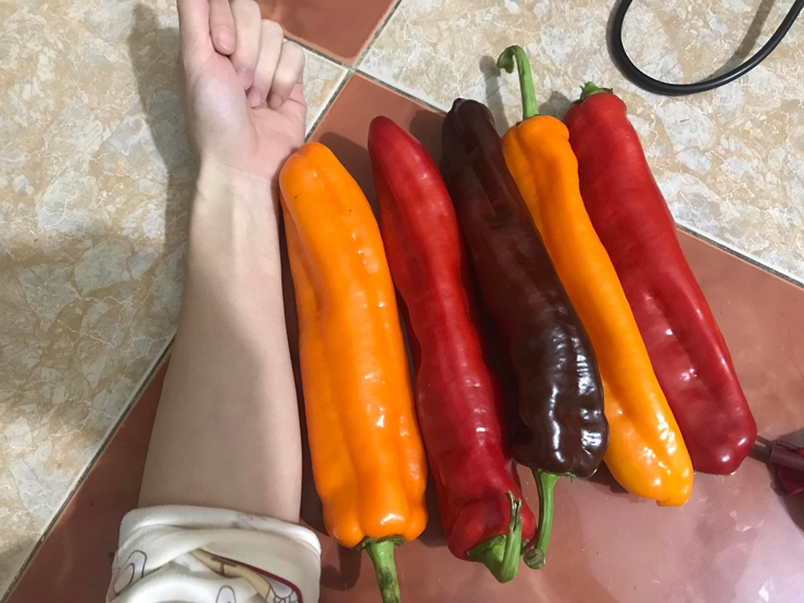 Loại ớt siêu to khổng lồ” giá hơn 100 nghìn/kg, khách xếp hàng đặt mua-1