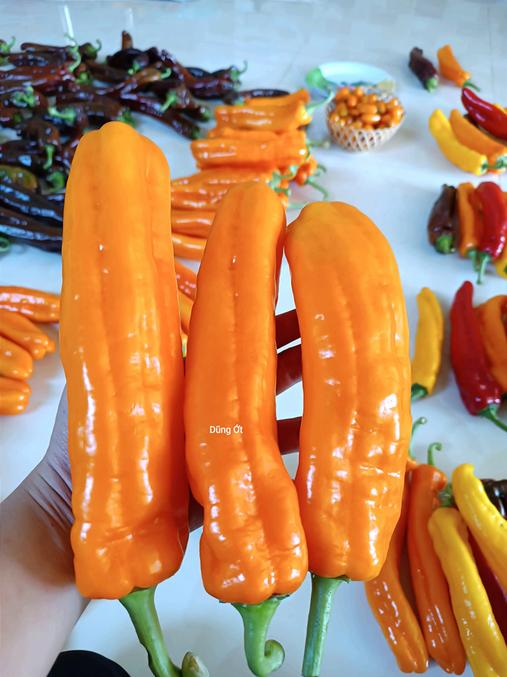 Loại ớt siêu to khổng lồ” giá hơn 100 nghìn/kg, khách xếp hàng đặt mua-2