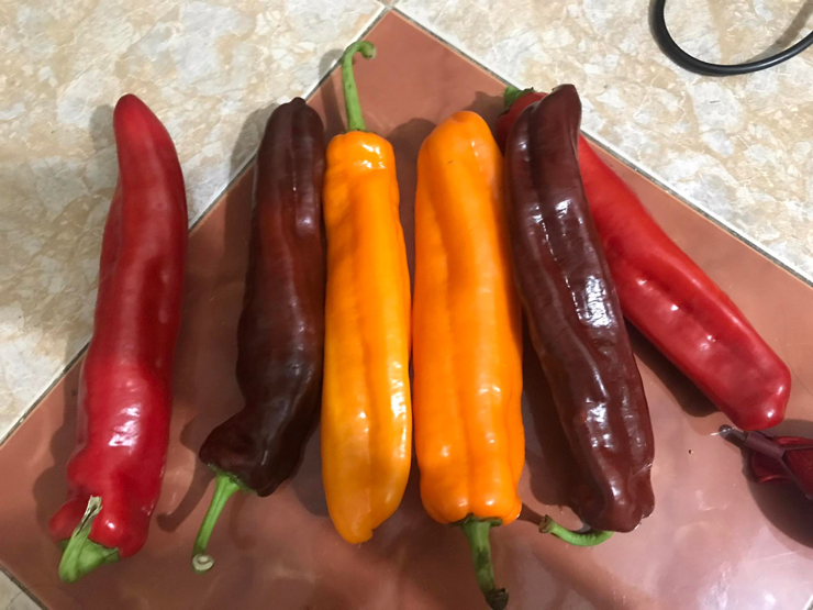 Loại ớt siêu to khổng lồ” giá hơn 100 nghìn/kg, khách xếp hàng đặt mua-3