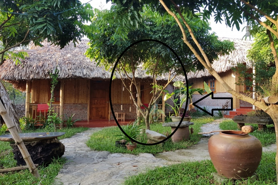 Người xưa nói cấm có sai: 5 loại cây vào nhà nào nhà ấy nghèo, mấy đời sau cũng chẳng khấm khá-4