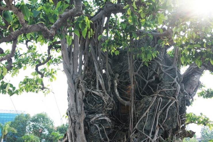 Chiêm ngưỡng cây sanh cổ, đại gia đổi 8 lô đất Hà Nội mà chủ nhân không bán-4