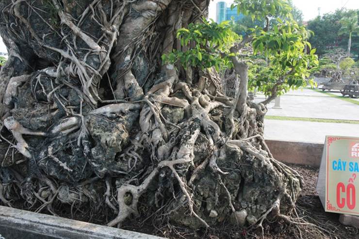 Chiêm ngưỡng cây sanh cổ, đại gia đổi 8 lô đất Hà Nội mà chủ nhân không bán-5