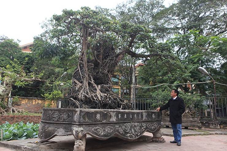 Chiêm ngưỡng cây sanh cổ, đại gia đổi 8 lô đất Hà Nội mà chủ nhân không bán-8