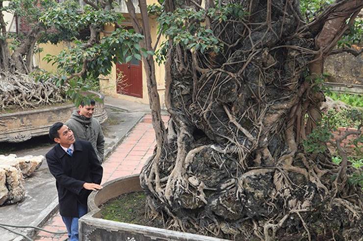 Chiêm ngưỡng cây sanh cổ, đại gia đổi 8 lô đất Hà Nội mà chủ nhân không bán-9