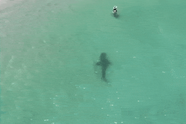 Xuống bơi cùng cá heo, thiếu nữ bị cá mập cắn chết ở Úc-2