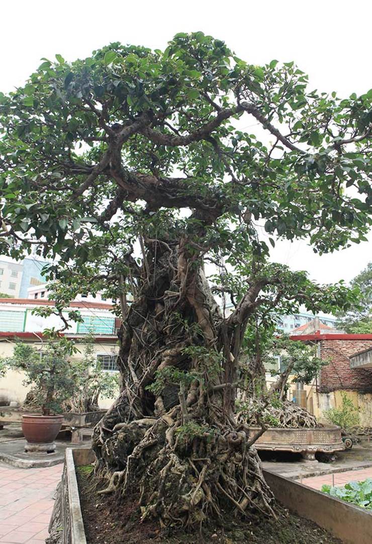 Chiêm ngưỡng cây sanh cổ, đại gia đổi 8 lô đất Hà Nội mà chủ nhân không bán-12
