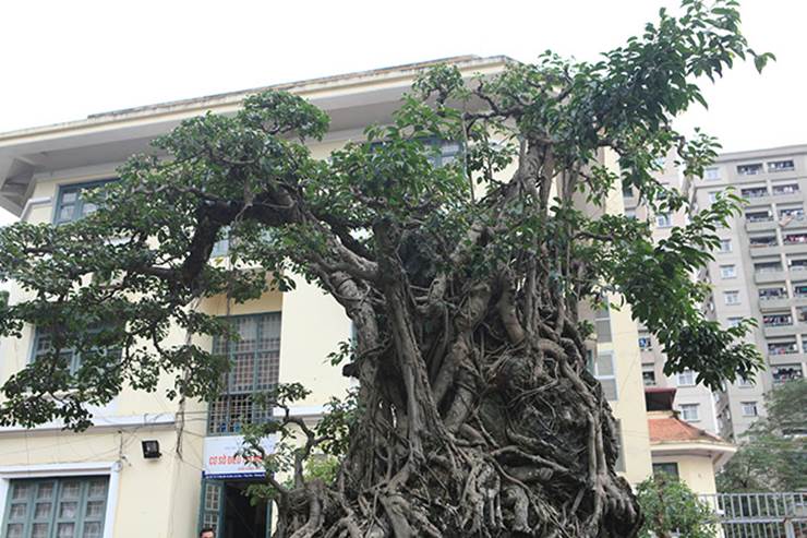 Chiêm ngưỡng cây sanh cổ, đại gia đổi 8 lô đất Hà Nội mà chủ nhân không bán-13