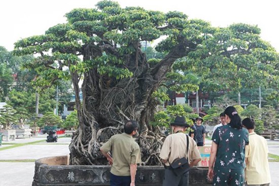 Chiêm ngưỡng cây sanh cổ, đại gia đổi 8 lô đất Hà Nội mà chủ nhân không bán