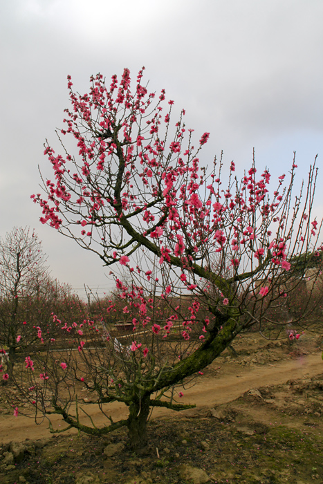 Chọn mai, đào chỉ cần nhìn điểm này sẽ chọn được cây có dáng đẹp, nở hoa đúng Tết để cả năm may mắn ngập tràn-6