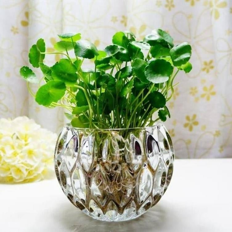 5 cây cảnh thủy canh đẹp long lanh, hút tài lộc, giúp gia chủ làm ăn hốt vàng hốt bạc-4