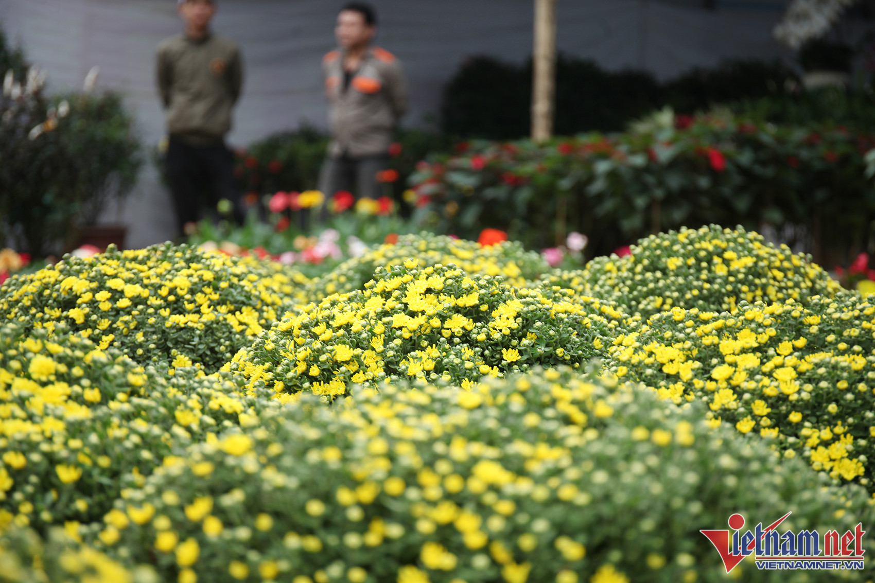 Hoa, cây cảnh chơi Tết tràn xuống phố, thương lái thấp thỏm chờ khách-4