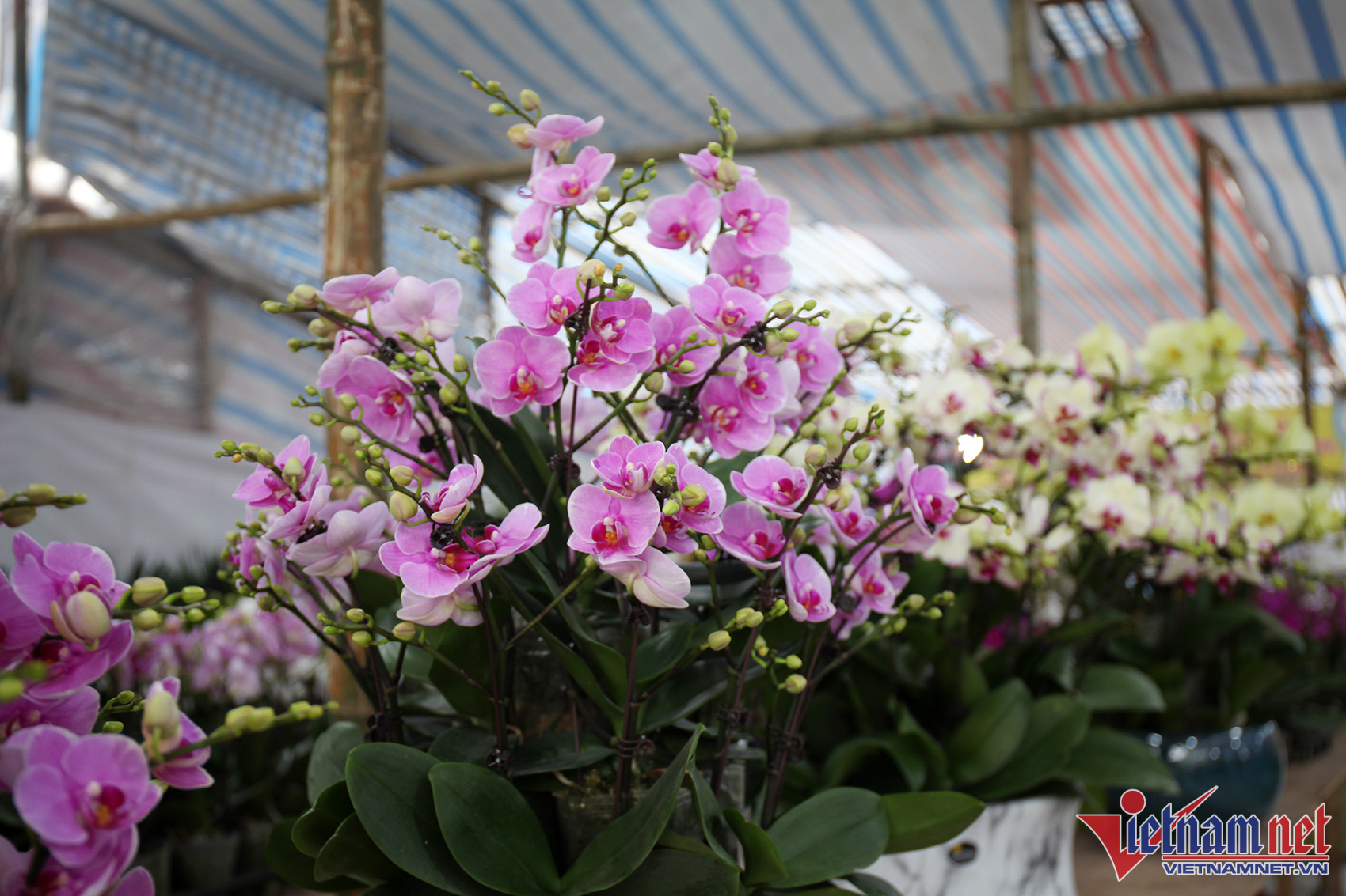 Hoa, cây cảnh chơi Tết tràn xuống phố, thương lái thấp thỏm chờ khách-5