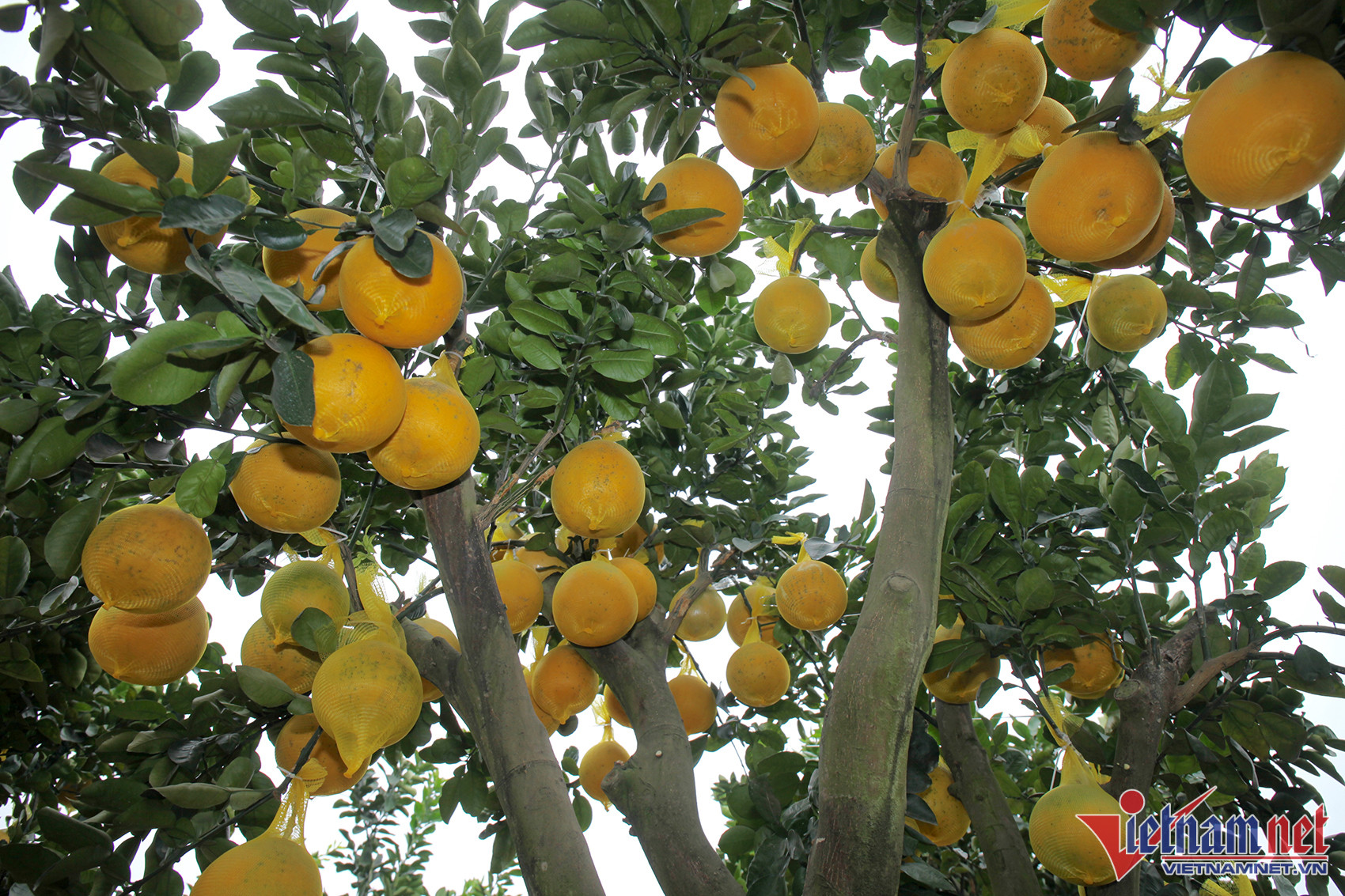 Hoa, cây cảnh chơi Tết tràn xuống phố, thương lái thấp thỏm chờ khách-8