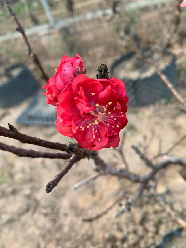 Hà Nội: Ngắm những dáng đào vương giả chuẩn bị xuống phố đón Tết-3