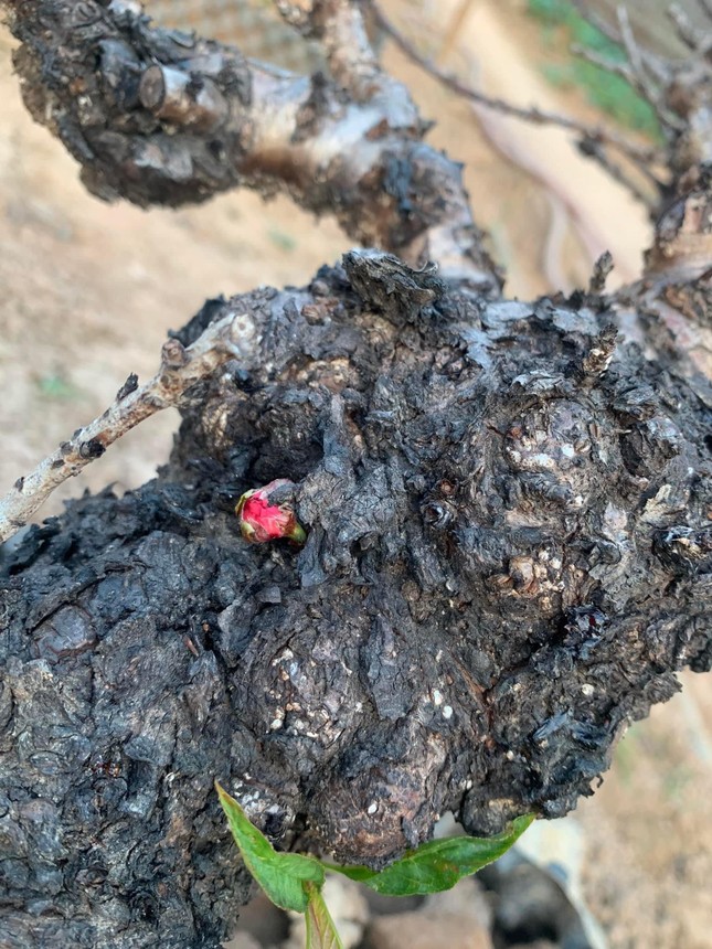 Hà Nội: Ngắm những dáng đào vương giả chuẩn bị xuống phố đón Tết-4