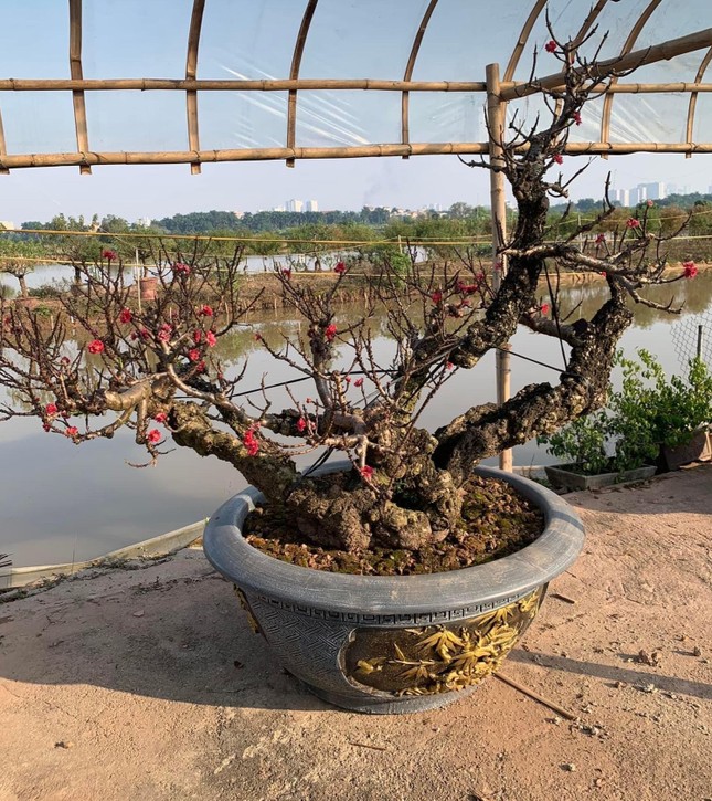 Hà Nội: Ngắm những dáng đào vương giả chuẩn bị xuống phố đón Tết-6