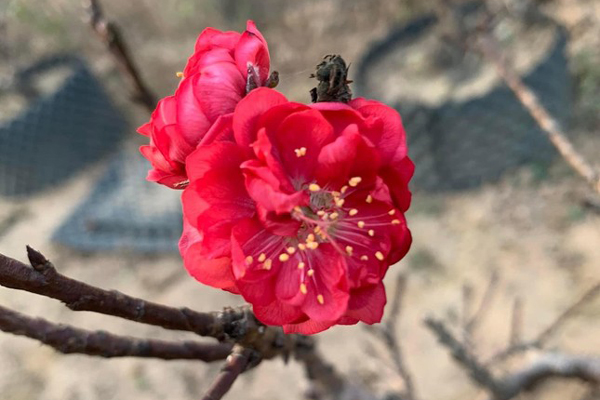 Cành đào có màu lạ xuống phố, dân buôn mỏi tay chốt đơn-3