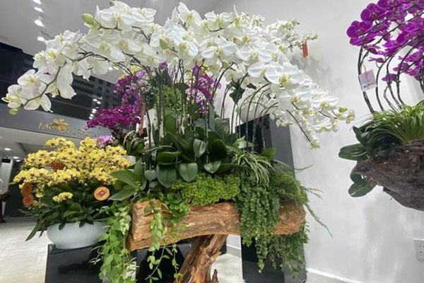 Chậu lan phú quý 3.686 cành giá hơn 1,6 tỷ đồng ở Hà Nội-11