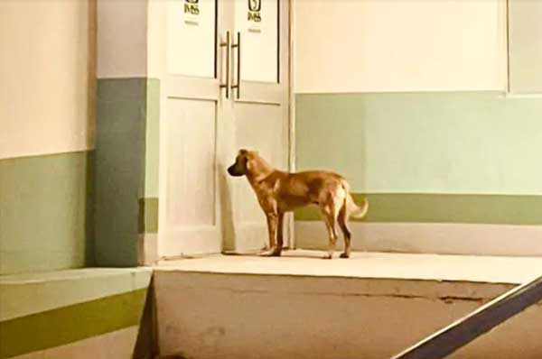 Chú chó dẫn đội cứu hộ đi tìm chủ nhân bị lạc nhiều ngày-2