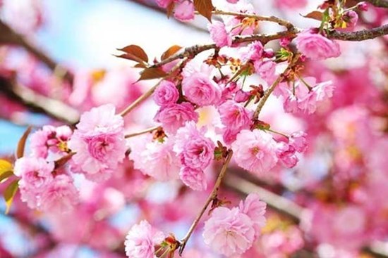 10 ngày đầu tháng 1, 3 con giáp có vận may lên cao, đón Tết an khang, thịnh vượng