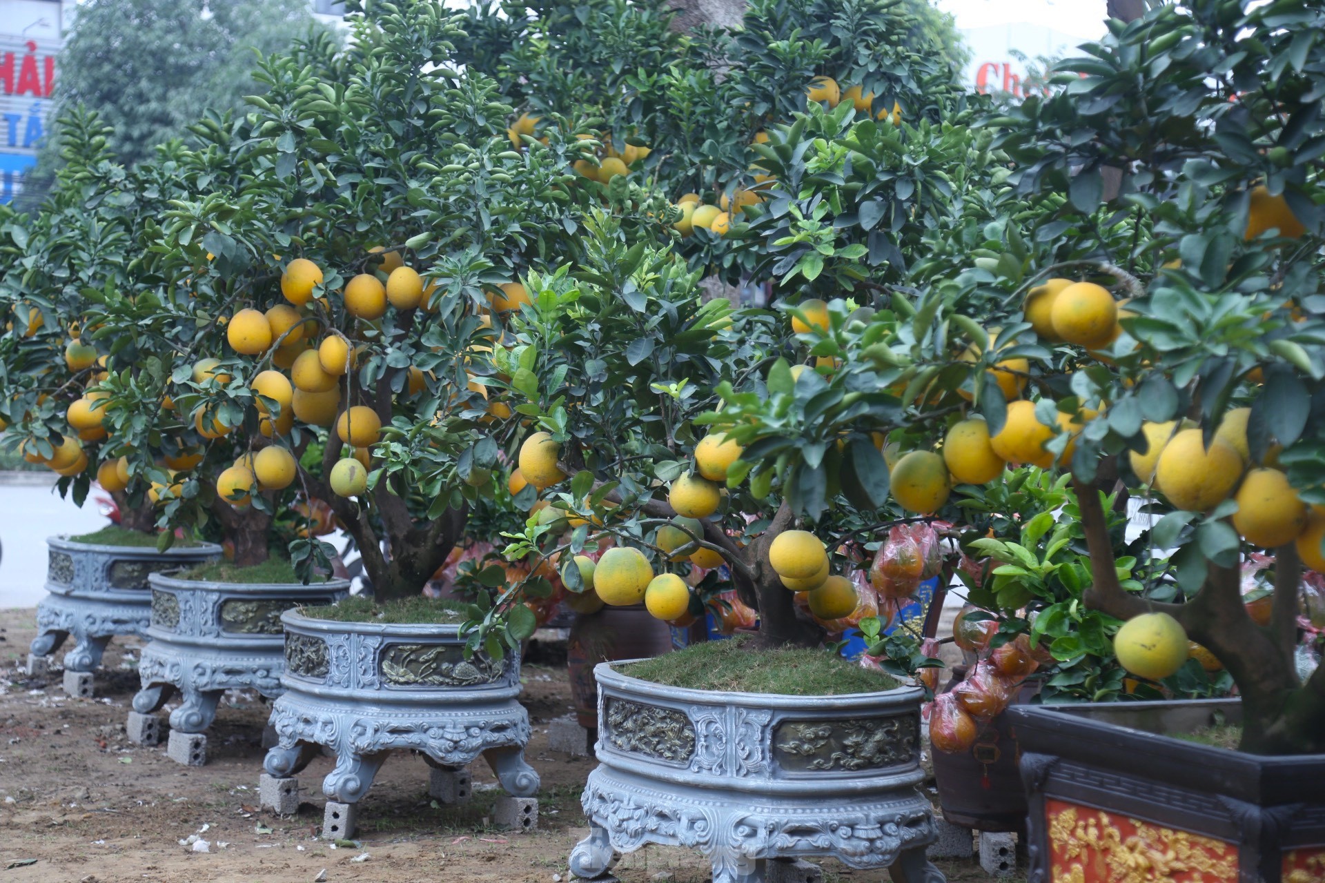 Bưởi Diễn thế trực huyền ‘độc nhất’ giá 150 triệu đồng xuống phố chơi Tết-1